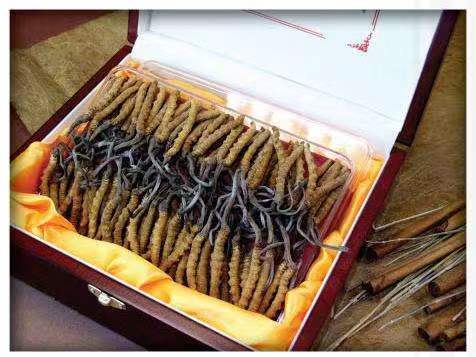 长征镇冬虫夏草回收